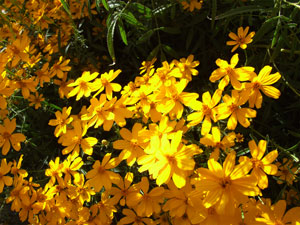 Tagetes lemmonii Shrub Marigold Mexican Bush Mount Lemmon 3