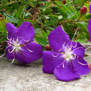 Tibouchina urvilleana Glory Bush Lasiandra Princess Flower 3
