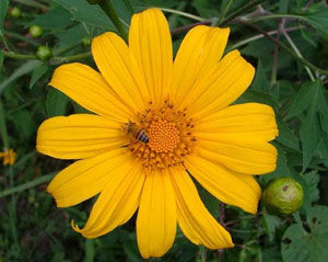 Tithonia diversifolia Mexican Bolivian Sunflower Marigold Tree 2