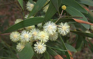 Acacia melanoxylon Australian Blackwood Mudgerabah Tasman 3