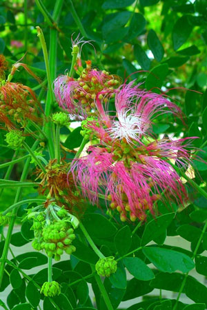 Albizia saman Five Oclock Rain Tree Monkeypod Mimosa 3