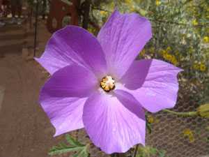 Alyogyne huegelii Blue Hibiscus 1