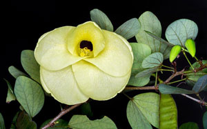 Bauhinia tomentosa St Thomas Bell Orchid Yellow Butterfly Tree 4
