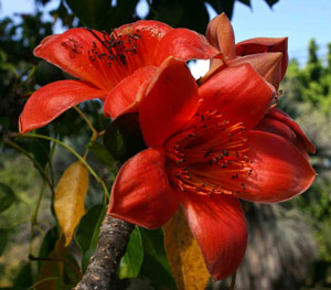 Bombax ceiba Red Silk Cotton Tree Kapok 4