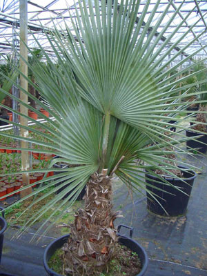 Brahea dulcis Apak Blue Rock Desert Sombrero Palm 2