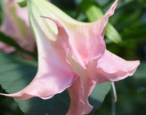 Brugmansia suaveolens Pink 3