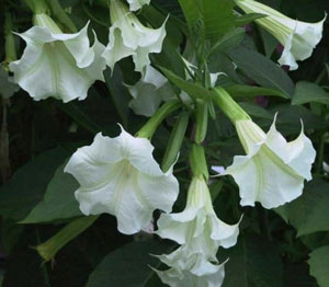 Brugmansia suaveolens White 2