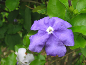 Brunfelsia latifolia Yesterday Today and Tomorrow Kiss Me Quick 4