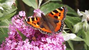 Buddleja davidii Summer Lilac OrangeEye Butterfly Bush