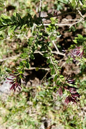 Cestrum buxifolium Black Beauty 3