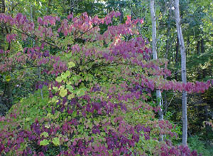 Cornus alternifolia Green Osier Alternate Leaf Dogwood 3