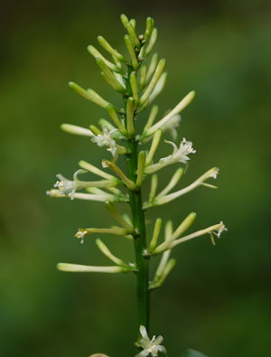 Dracaena terniflora Dwarf Wild 3
