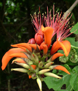 Erythrina variegata Thorny Dadap Easter Flower Indian Coral Tree 1
