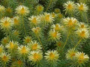 Phylica pubescens Featherhead Flannel Flower 4