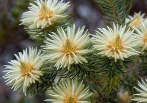 Phylica pubescens Featherhead Flannel Flower 2