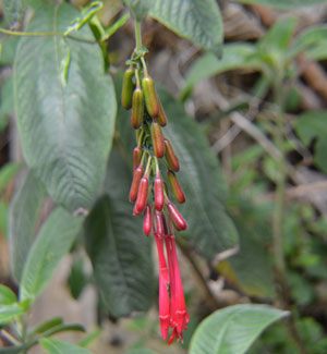 Fuchsia boliviana 5