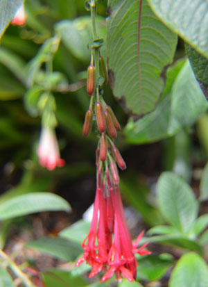 Fuchsia boliviana 2