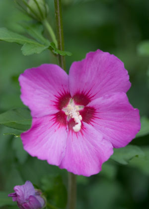 Hibiscus syriacus Violet Satin Rose of Sharon 1