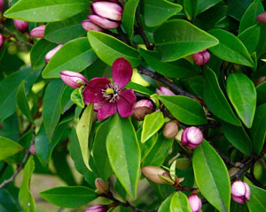 Michelia figo Banana Shrub Port Wine Magnolia 3