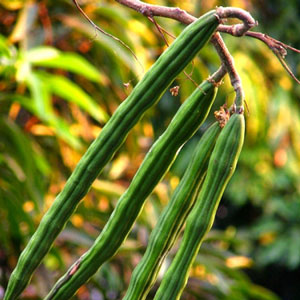 Moringa oleifera Perennial Karnataka 4