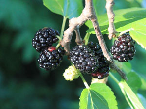 Morus nigra Black Mulberry Toot Tree 2