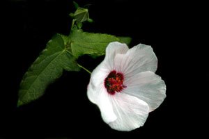 Pavonia hastata Spearleaf Swampmallow Pale Texas Rosemallow 2