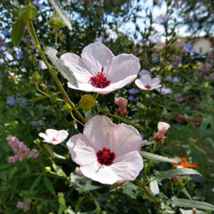 Pavonia hastata Spearleaf Swampmallow Pale Texas Rosemallow 1