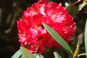 Rhododendron arboreum Burans Gurans 3