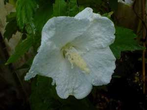 Hibiscus syriacus Snow Drift White Rose of Sharon Shrub Althea
