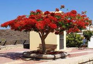 Spathodea campanulata African Tulip Tree Flame of The Forest 3
