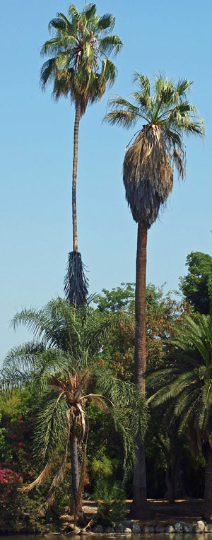 Washingtonia filifera California Desert Fan Palm Petticoat 1