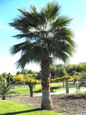 Washingtonia robusta Mexican fan palm Skyduster 5
