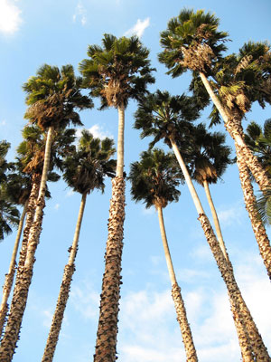 Washingtonia robusta Mexican fan palm Skyduster 4
