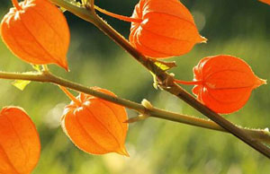 Withania somnifera Ashwagandha Indian Ginseng Winter Cherry 5