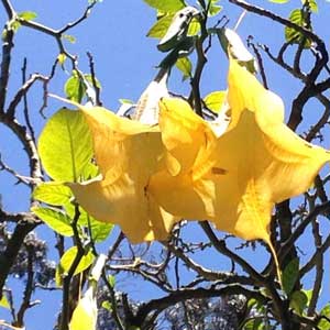 Brugmansia suaveolens Yellow 3