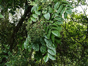 Zanthoxylum rhetsa Indian Prickly Ash Cape Yellowwood 1