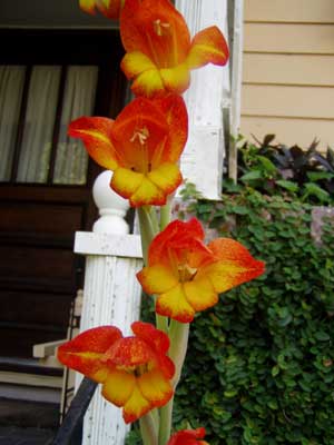 This is Gladiolus dalenii, also known as African Parrot Gladiola, and candy corn Gladiola. Previously known as Gladiolus natalensis, this plant is a large nectar source and is a great choice for attracting hummingbirds. The bloom is stunning and the birds, bees, and butterflies adore it. Gladiolus dalenii is also a great choice for use as a cut flower because the burst of color is breath taking. This tender perennial grows anywhere from 1 to 4 feet high and likes to live in the full sun. The brilliant red, orange, and bright yellow blossoms remind you that Spring is definitely here. Gladiolus dalenii is a larval host plant for the Iris Borer, and Spotted Straw Moths. USDA Hardiness Zones 8 to 11.