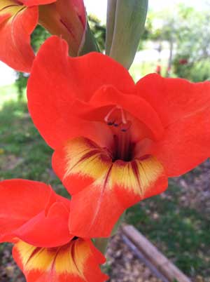 Gladiolus dalenii African Parrot Gladiola Candy Corn Glad