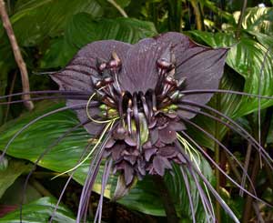 Here I am offering Seeds from Tacca chantrieri, also known as Bat Flower, Cats Whiskers, Devil Flower. This tender perennial maxes out at around 3 feet high. Tacca chantrieri is unusual in the sense that it has a black flower. This amazing plant starts out with a green bloom as a pup but as it grows older the bloom turns purple, black, maroon, brown, and bronze. This breath taking tropical blooms from late Spring to early Fall and like to live in a spot where it gets about 60 percent shade. They like to drink a great deal of water and bask in high humidity. Good air circulation is very important to this plant. This is no low maintenance plant for the beginner but if you have time and patience and are up to a challenge then the black bat plant will be your masterpiece. USDA Hardiness Zones 10 to 11