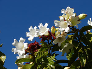 Beaumontia grandiflora Heralds Trumpet Easter Lily Vine 4