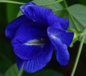 This is Clitoria ternatea double blue, also known as Butterfly Pea, Blue Pea Vine. Growing at lengths of 15 feet this tropical vine attracts birds, bees, and butterflies. From the middle of Summer to early Fall this breathtaking vine blooms colors of Dark Blue, Blue, Violet, and Purple. This plant likes to live in full sun to partial shade. This plant is a larval host of the Long-tailed Skipper and Dorantes Longtail butterflies. USDA Hardiness Zones 10 to 11.