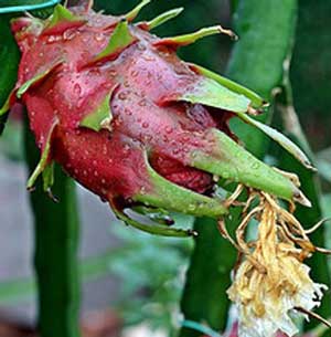 Hylocereus costaricensis polyrhizus Dragon Fruit Pitajaya