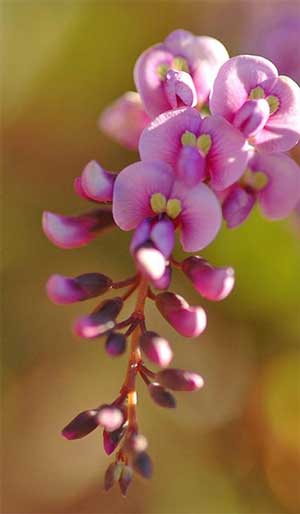 Hardenbergia violacea Rosea Happy Wanderer Pink Climbing Pea Vine
