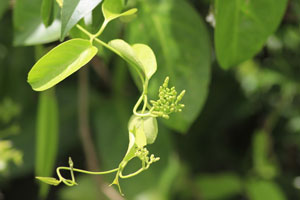 Parsonsia alboflavescens 2