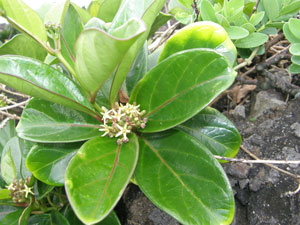 Parsonsia alboflavescens 1