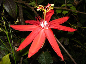 Passiflora coccinea Red passion flower 5