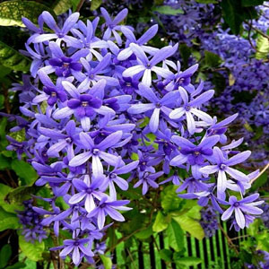 Petrea volubilis Queens Wreath Bluebird Vine 3